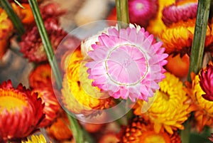 A colorful flower photo